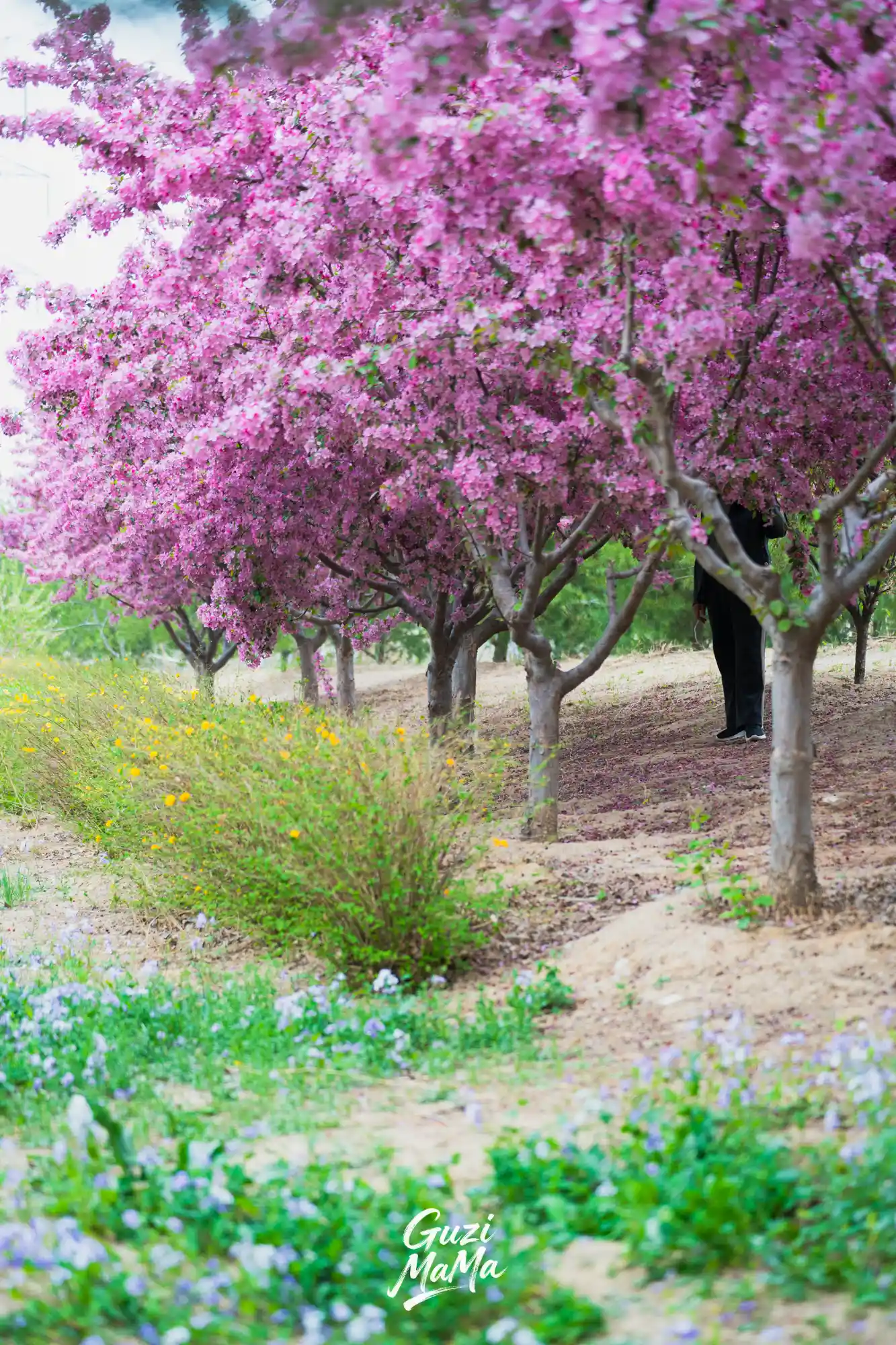 清明天天发团 | 一起拍拍，共赴一场海棠花宴